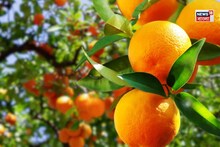 দার্জিলিং, সিটং যেতে হবে না...! সমতলের মাটিতেই কাঁপাচ্ছে ঘরের কাছের 'কমলালেবু' বাগান