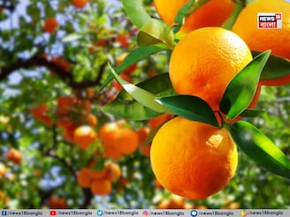 দার্জিলিং, সিটং যেতে হবে না...! সমতলের মাটিতেই কাঁপাচ্ছে ঘরের কাছের 'কমলালেবু' বাগান