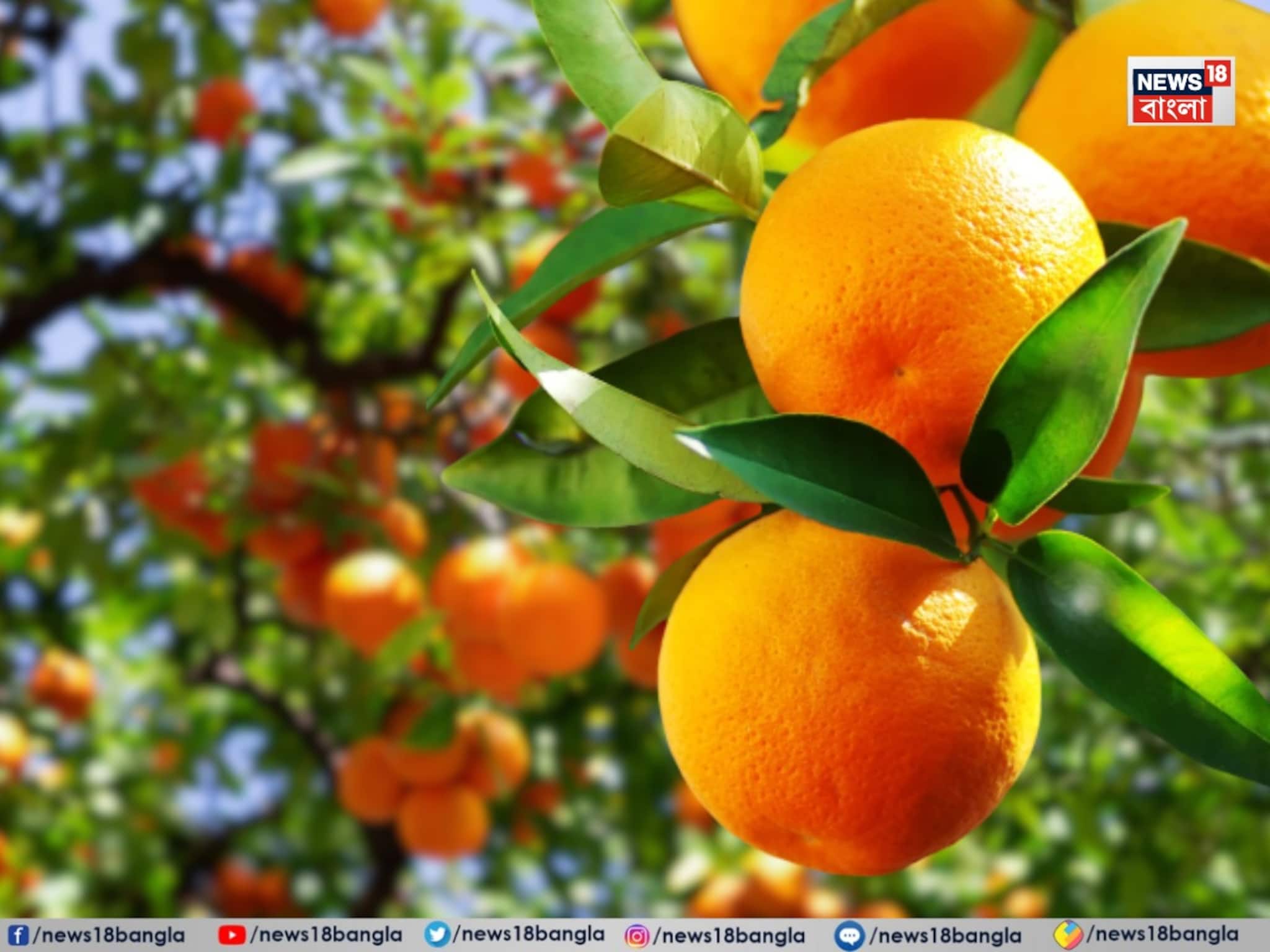 দার্জিলিং, সিটং যেতে হবে না...! সমতলের মাটিতেই কাঁপাচ্ছে ঘরের কাছের 'কমলালেবু' বাগান, দলে দলে টিকিট কাটছেন মানুষ!