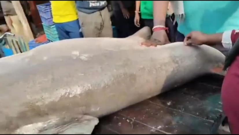 মঙ্গলবার এই বৃহৎ আকৃতির মাছের খবরে শোরগোল পড়ে যায় দিঘা মোহনা মৎস্য নিলাম কেন্দ্রে।