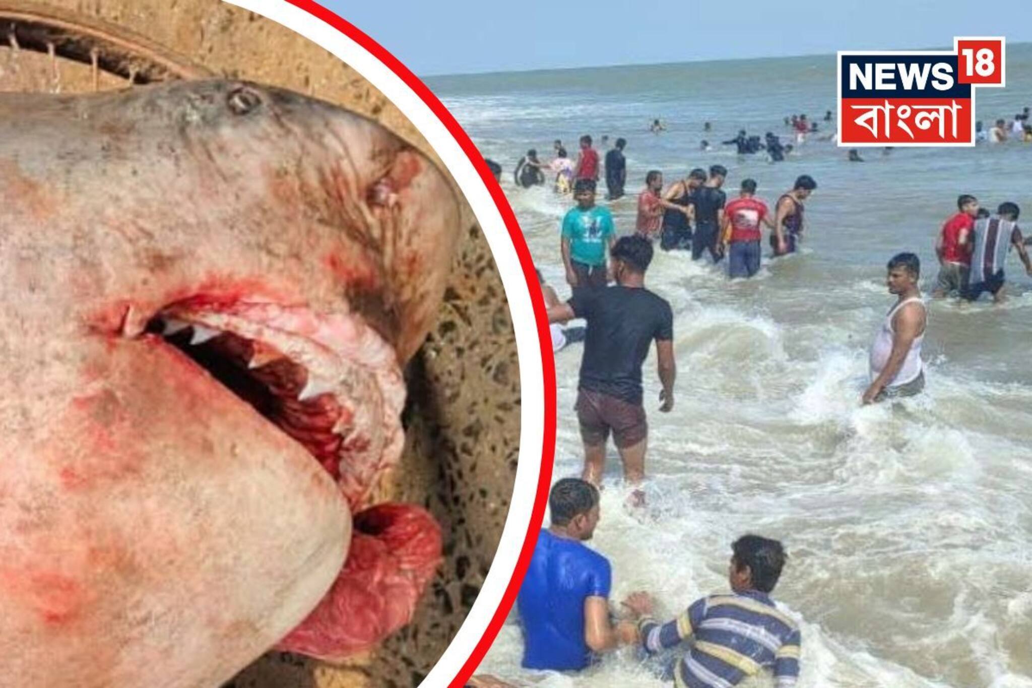 দিঘা মোহনায় ধরা পড়ল ২১০ কেজির দৈত্যাকার মাছ! দেখতে ভিড় পর্যটক-মৎস্যজীবীদের