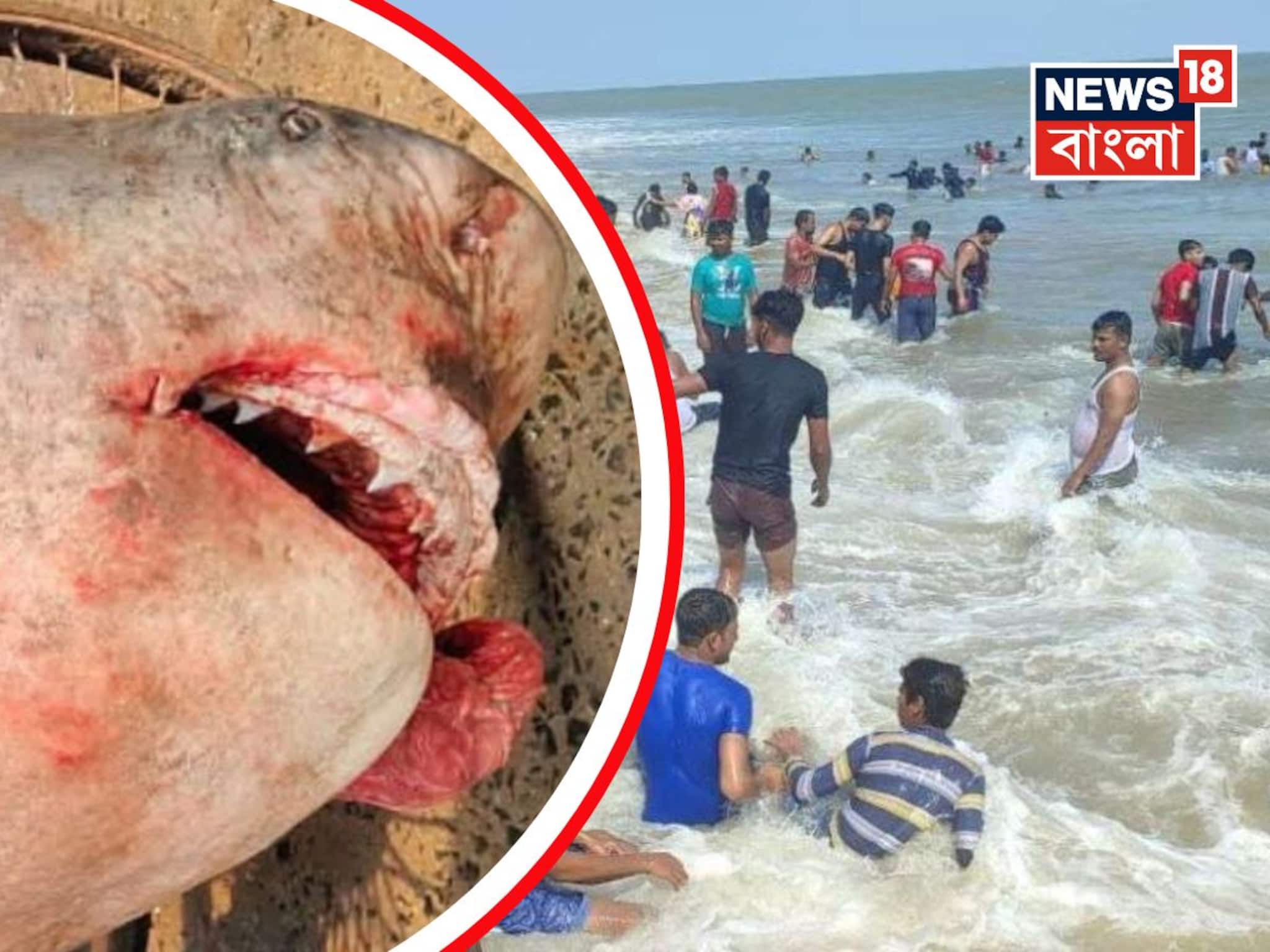 Big Fish at Digha: দিঘা মোহনায় ধরা পড়ল ২১০ কেজির দৈত্যাকার মাছ! দেখতে ভিড় পর্যটক-মৎস্যজীবীদের
