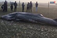 তালসারিতে ঘুরে বেড়াচ্ছিলেন পর্যটকেরা... আচমকা ভেসে এল বিরাটাকার বিকট দৈত্যাকার মাছ, সাংঘাতিক কাণ্ড!