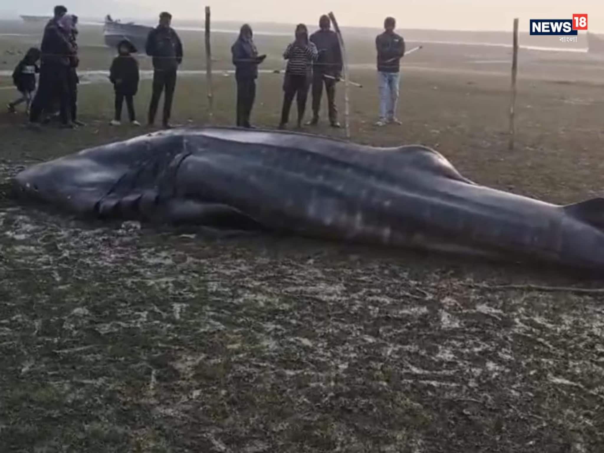 তালসারিতে ঘুরে বেড়াচ্ছিলেন পর্যটকেরা... আচমকা ভেসে এল বিরাটাকার বিকট দৈত্যাকার মাছ, সাংঘাতিক কাণ্ড!