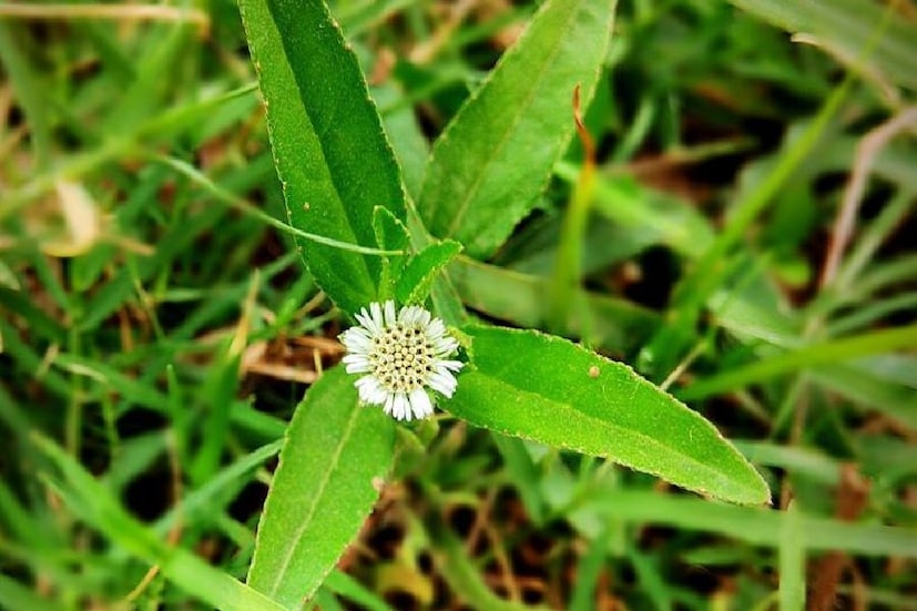 ভৃঙ্গরাজের নিয়মিত ব্যবহার চুলের প্রাকৃতিক রঙ দীর্ঘ সময়ের জন্য বজায় রাখতে সাহায্য করে। এটি কালো এবং চকচকে চুল বজায় রাখতে সাহায্য করে। যদি আপনার চুল অকালে সাদা হয়ে যায়, তাহলে ভৃঙ্গরাজ অকালপক্বতার গতি রোধ করতে পারে। যদি আপনার মাথার ত্বক শুষ্ক থাকে অথবা চুলকানি এবং খুশকির প্রবণতা থাকে, তাহলে ভৃঙ্গরাজ পেস্ট বা তেল আরাম দিতে পারে। এটি মাথার ত্বককে আর্দ্রতা দেয় এবং চুলের গোড়া সুস্থ রাখে। তাপ, দূষণ এবং রাসায়নিকের কারণে ক্ষতিগ্রস্ত চুল দুর্বল এবং প্রাণহীন হয়ে যেতে পারে। ভৃঙ্গরাজ পাতা চুলকে শক্তি এবং প্রাকৃতিক আয়তন দেয়। নিয়মিত ব্যবহারের ফলে ঘন, স্বাস্থ্যকর চুল হয়।