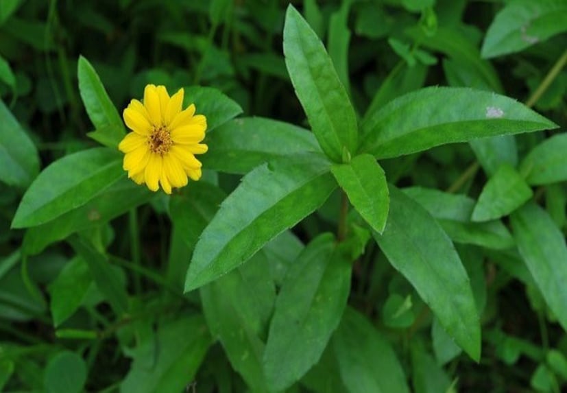 এক মুঠো তাজা ভৃঙ্গরাজ পাতা নিন। পাতাগুলো ভালো করে ধুয়ে পিষে নিন। মসৃণ পেস্ট তৈরি করতে সামান্য জল বা নারকেল তেল যোগ করুন। এই পেস্টটি মাথার ত্বকে এবং চুলের গোড়ায় ভাল করে লাগান। ৩০-৪০ মিনিট পর, একটি হালকা শ্যাম্পু দিয়ে চুল ধুয়ে ফেলুন। বিকল্পভাবে, আপনি ভৃঙ্গরাজ তেলও ব্যবহার করতে পারেন। তেলটি হালকা গরম করে আঙুল দিয়ে আপনার মাথার ত্বকে ম্যাসাজ করুন। ২-৩ ঘন্টা পর, শ্যাম্পু দিয়ে আপনার চুল ধুয়ে ফেলুন। আপনার চুলে লক্ষণীয় পার্থক্য দেখতে সপ্তাহে দুবার এই প্রক্রিয়াটি পুনরাবৃত্তি করুন।