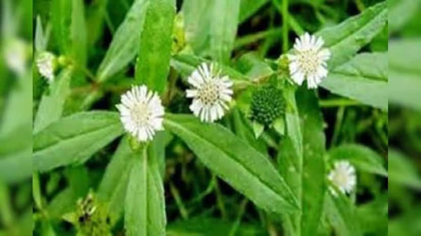 সবসময় তাজা পাতা দিয়ে তৈরি পেস্ট চুলে লাগান; শুকনো পাতার পেস্ট কম কার্যকর। রাতে ঘুমানোর আগে তেল বা পেস্ট লাগালে চুল মজবুত হতে পারে। যদি আপনার মাথার ত্বকে কোনও অ্যালার্জির প্রতিক্রিয়া বা জ্বালা অনুভব করেন, তাহলে প্রথমে একটি প্যাচ পরীক্ষা করুন। নিয়মিত ব্যবহারে চুলের প্রাকৃতিক রঙ, উজ্জ্বলতা এবং ঘনত্ব উন্নত হয়।