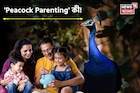 'Peacock Parenting' কী জানেন? আপনি জেনে নাকি অজান্তেই সন্তানকে এভাবে মানুষ করছেন? জানুন