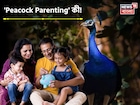 'Peacock Parenting' কী জানেন? আপনি জেনে নাকি অজান্তেই সন্তানকে এভাবে মানুষ করছেন? জানুন