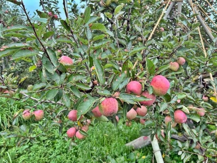 পাত্রটি এমন জায়গায় রাখুন যেখানে প্রতিদিন কমপক্ষে ৪-৫ ঘণ্টা সূর্যালোক পাওয়া যায়। প্রচণ্ড ঠান্ডা এবং তুষারপাত থেকে গাছটিকে রক্ষা করুন। মাসে একবার জৈব সার প্রয়োগ করুন। শুকনো বা হলুদ পাতা ছেঁটে ফেলুন। গাছের অতিরিক্ত ব্যবহার এবং ঘন ঘন স্থানান্তর এড়িয়ে চলুন। ধৈর্য ধরুন, কারণ আপেল গাছ ধীরে ধীরে বৃদ্ধি পায়। একটু চেষ্টা এবং ভাল যত্নের মাধ্যমে, আপনি আপনার বাড়িতে একটি ফলন্ত আপেল গাছ জন্মাতে পারেন এবং তাজা, লাল টুকটুকে আপেল উপভোগ করতে পারেন শীত জুড়ে।