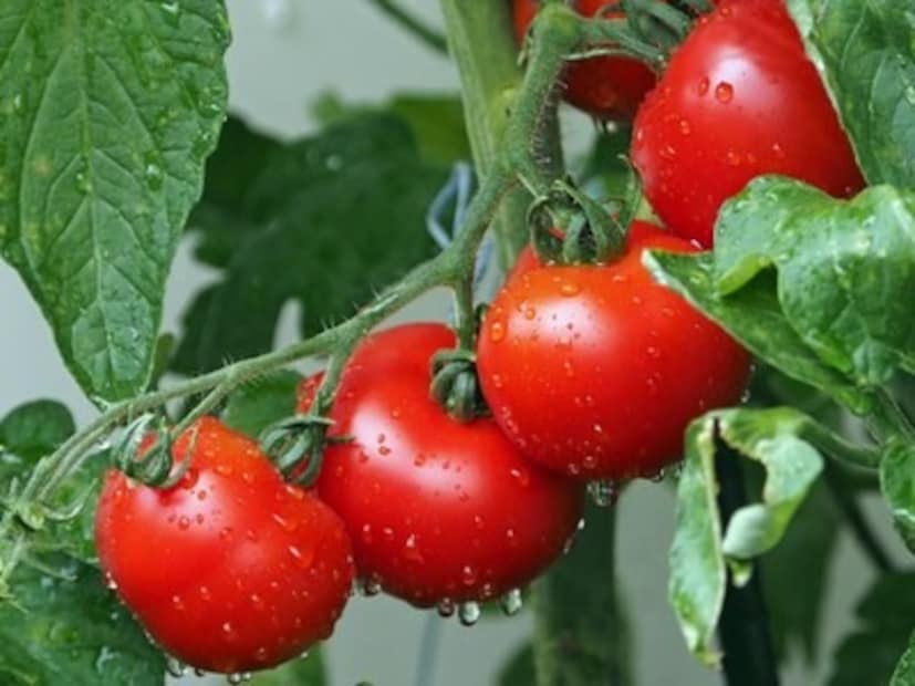 প্রতিদিন কমপক্ষে ২.৫ থেকে ৩ লিটার জল পান না করলে কিডনিতে পাথর হওয়ার সম্ভাবনা বেশি থাকে। নির্দিষ্ট কিছু এনজাইমের কার্যকারিতা নষ্ট হওয়া, বিপাকীয় ব্যাধি এবং কিডনিতে পাথরের পারিবারিক ইতিহাসও কিডনিতে পাথর হতে পারে।