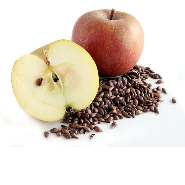 আপেলের বীজে অ্যামিগডালিন থাকে, যা সায়ানাইড নিঃসরণ করতে পারে, তবে বেশি পরিমাণে খাওয়া না হলে বিষক্রিয়ার ঝুঁকি খুবই কম। ভুলবশত কয়েকটি বীজ খেলে ক্ষতি হওয়ার সম্ভাবনা কম, তবে আপেল খাওয়ার আগে বীজ অপসারণ করা সবচেয়ে নিরাপদ অভ্যাস। (Disclaimer: এই প্রতিবেদনটি কেবলমাত্র সাধারণ তথ্যের জন্য, তাই বিস্তারিত জানতে হলে সর্বদা বিশেষজ্ঞের পরামর্শ নিন।)