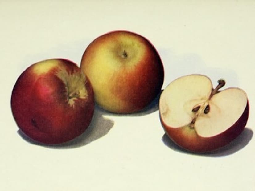 আপেলের বীজ থেকে সায়ানাইডের বিষক্রিয়ার ঝুঁকি বেশিরভাগ মানুষের জন্য অত্যন্ত কম। অনুমান অনুসারে, একজন প্রাপ্তবয়স্ককে সায়ানাইডের বিষক্রিয়ার শিকার হতে প্রায় ১৫০টি আপেলের বীজ খেতে হবে। ৮৩-১০০টি বীজ খেলে শিশুরা আক্রান্ত হতে পারে। সায়ানাইডের বিষক্রিয়ার লক্ষণগুলির মধ্যে মাথা ঘোরা, বমি বমি ভাব এবং মাথাব্যথা থাকতে পারে। অনেক আপেলের বীজ খাওয়ার পরে যদি এই লক্ষণগুলির মধ্যে কোনওটি দেখা দেয়, তাহলে অবিলম্বে চিকিৎসকের পরামর্শ নিন।