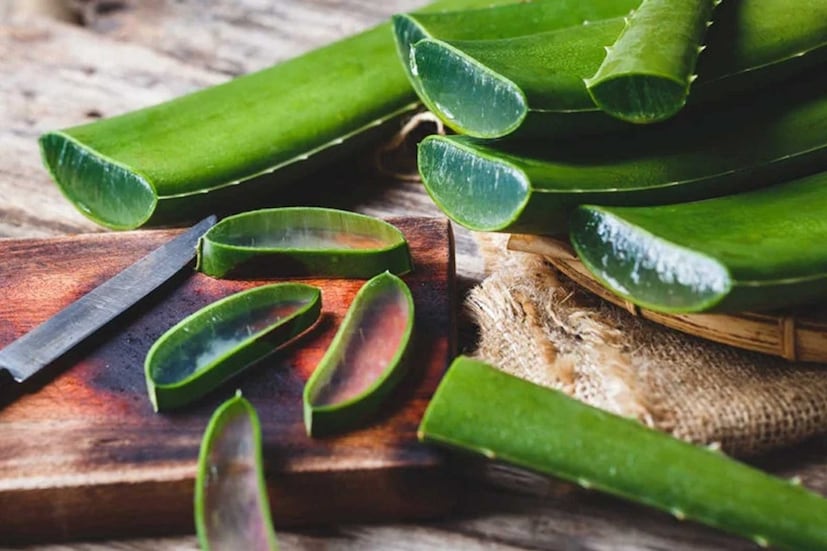 যদি শীতকালে চুল পড়া, খুশকি, অথবা মাথার ত্বকের জ্বালাপোড়া আপনাকে বিরক্ত করে, তাহলে অ্যালোভেরা একটি সহজ, সাশ্রয়ী মূল্যের এবং প্রাকৃতিক প্রতিকার। নিয়মিত ব্যবহারে খুশকি দূর হয় না বরং চুল নরম, ঘন এবং চকচকে হয়।