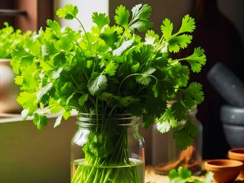 ধনেপাতা তার শিকড়-সহ কিনে জল ভর্তি গ্লাস বা জারে রাখুন। পাতাগুলো আলগা করে ঢেকে দিন। এই পদ্ধতিটি ফুল সংরক্ষণের মতো, কারণ ধনেপাতা তার আর্দ্রতা ধরে রাখে। ফ্রিজে সংরক্ষণ করলে, এটি ১০-১৫ দিনের জন্য শুকিয়ে যাবে না। শীতকালে ধনেপাতা তাজা রাখার এটি একটি প্রাকৃতিক এবং সহজ উপায়।