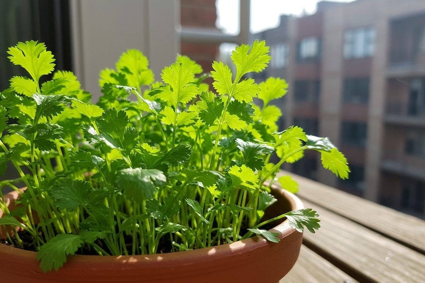  ধনেপাতা হালকা করে পিষে নিন, সামান্য রান্নার তেল যোগ করুন এবং ফ্রিজে একটি ছোট কাচের জারে সংরক্ষণ করুন। এই পদ্ধতিতে ধনেপাতার রঙ, সুগন্ধ এবং স্বাদ দীর্ঘ সময়ের জন্য সংরক্ষণ করা হয়। শীতকালে এই মিশ্রণটি ২০-২৫ দিন সতেজ থাকে এবং তাৎক্ষণিকভাবে সবজি বা চাটনিতে ব্যবহার করা যেতে পারে। এই ঘরোয়া প্রতিকারটি খুবই জনপ্রিয়।