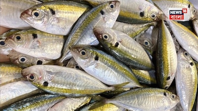 ওজন কমায় হুড়মুড়িয়ে, মাছ, ওজন কমানোর মাছ, সপ্তাহে একবার খান, চকচকে, চ্যাপ্টা মাছটি, হার্ট থাকবে চাঙ্গা, সুভাপারাই মাছ, হলুদপারাই, ঢোলপারাই এবং মুত্তাপারাই মাছ, হাড় রাখবে লোহার মতো শক্ত, পাতে রাখলেই রোগমুক্তি, মাছ, মাছের মাছ খাওয়ার উপকারিতা, মাছের ওমেগা থ্রি, ফসফরাস, রুই, কাতলা, সুপারস্টার, ইলিশ-চিংড়ি ছেড়ে খান এই মাছ, ব্রেনের পাওয়ার-বুস্টার, ভাল রাখে হার্ট, ক্যালসিয়ামের কারখানা, দাম শুনলেই ছুটবেন বাজার, ফিশ, সুগার, সুগারে সঞ্জীবনী, সুগার, কোলেস্টেরল, হার্ট, হার্ট অ্যাটাক, ওজন কমাতে ভোলা ভেটকি মাছ, ভেটকি মাছের উপকারিতা, মাছের উপকারিতা, ডায়াবেটিস, ক্যানসার, ডিমনেশিয়া, হার্ট ভাল, কোলেস্টেরল, ত্বক, চুল, বয়স, উপকার এই মাছে, কোন মাছ খাবেন, কোন মাছ খাবেন না, গর্ভাবস্থায় কোন মাছ খাওয়া উচিত, কোন মাছে বিষ, ইলিশ, ইলিশের দাম, কোন বাজারে ইলিশের দাম কত, ইলিশের চেয়ে পুষ্টিকর মাছ, স্বাস্থ্যকর মাছ, সস্তার মাছ, বাজেট মাছ, ঝাঁকে ঝাঁকে ইলিশ, ইলিশ মাছ, কোন মাছ খাবেন না, পাঁকাল মাছ, হাইব্রিট মাগুর মাছ, তেলাপিয়া মাছ, ভেটকি মাছ, শোল মাছ, শোল মাছ খেলে কী হয়, শোল মাছের সেড এফেক্ট, শোল মাছের উপকারিতা, মাছ, ইলিশ মাছ, কাচকি মাছ, বোয়াল মাছ, কাতলা মাছ, রুই মাছ, মাছ খাওয়ার উপকারিতা, মাছে ভাতে বাঙালি, বাঙালির প্রিয় মাছ, মাছের রাজা ইলিশ, শিশুদের জন্য কোন মাছ সেরা, বাংলাদেশের সেরা মাছ, ইলিশের দাম, ইলিশ মাছের উপকারিতা, টাটকা ইলিশ চেনার উপায়