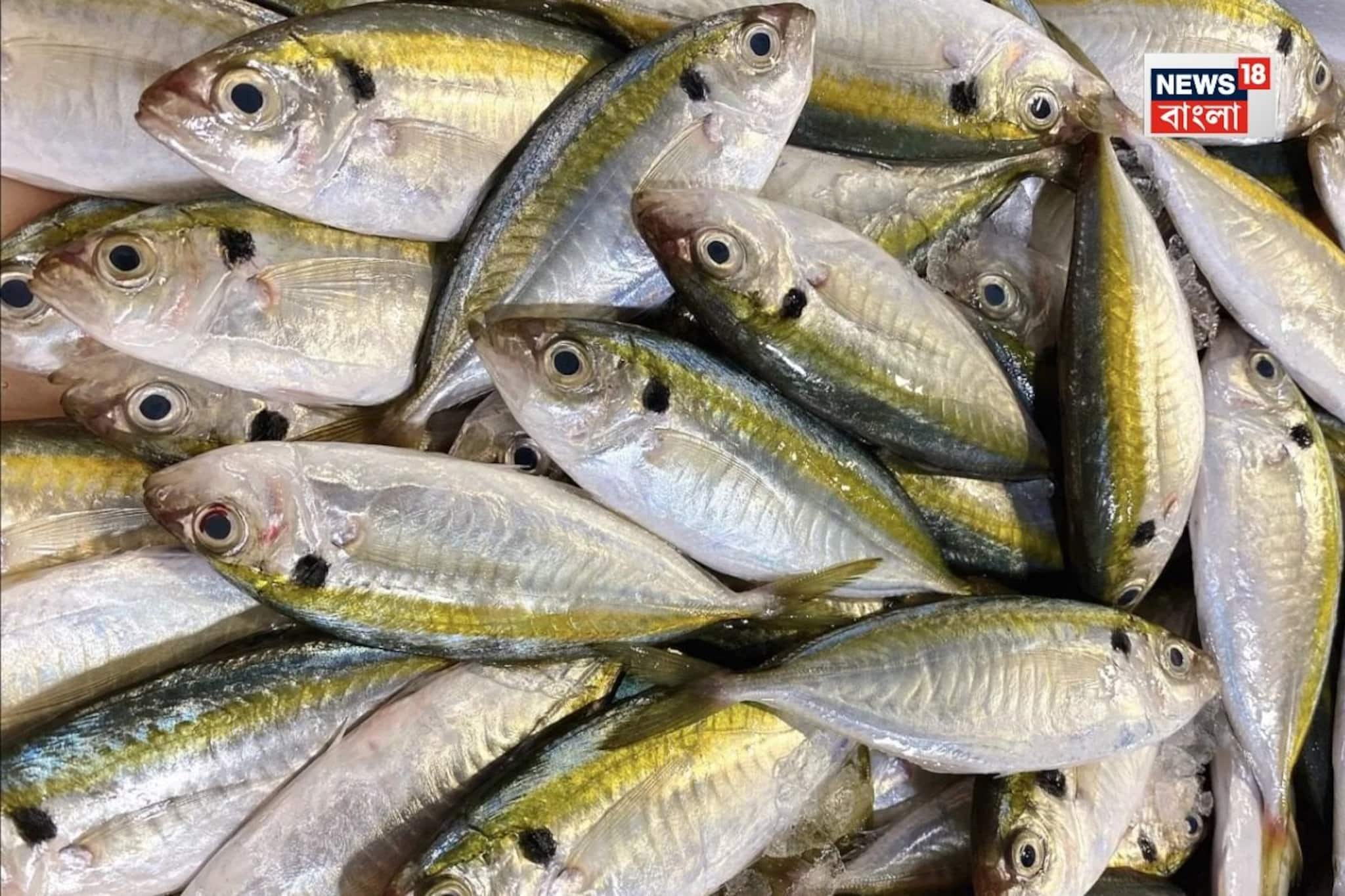 ওজন কমায় হুড়মুড়িয়ে...! সপ্তাহে 'একবার' খান চকচকে, চ্যাপ্টা 'মাছটি'! হার্ট থাকবে চাঙ্গা ওজন কমায় হুড়মুড়িয়ে...! সপ্তাহে 'একবার' খান চকচকে, চ্যাপ্টা 'মাছটি'! হার্ট থাকবে চাঙ্গা