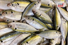 ওজন কমায় হুড়মুড়িয়ে...! সপ্তাহে 'একবার' খান চকচকে, চ্যাপ্টা 'মাছটি'! হার্ট থাকবে চাঙ্গা, হাড় রাখবে লোহার মতো শক্ত, পাতে রাখলেই 'রোগমুক্তি'!