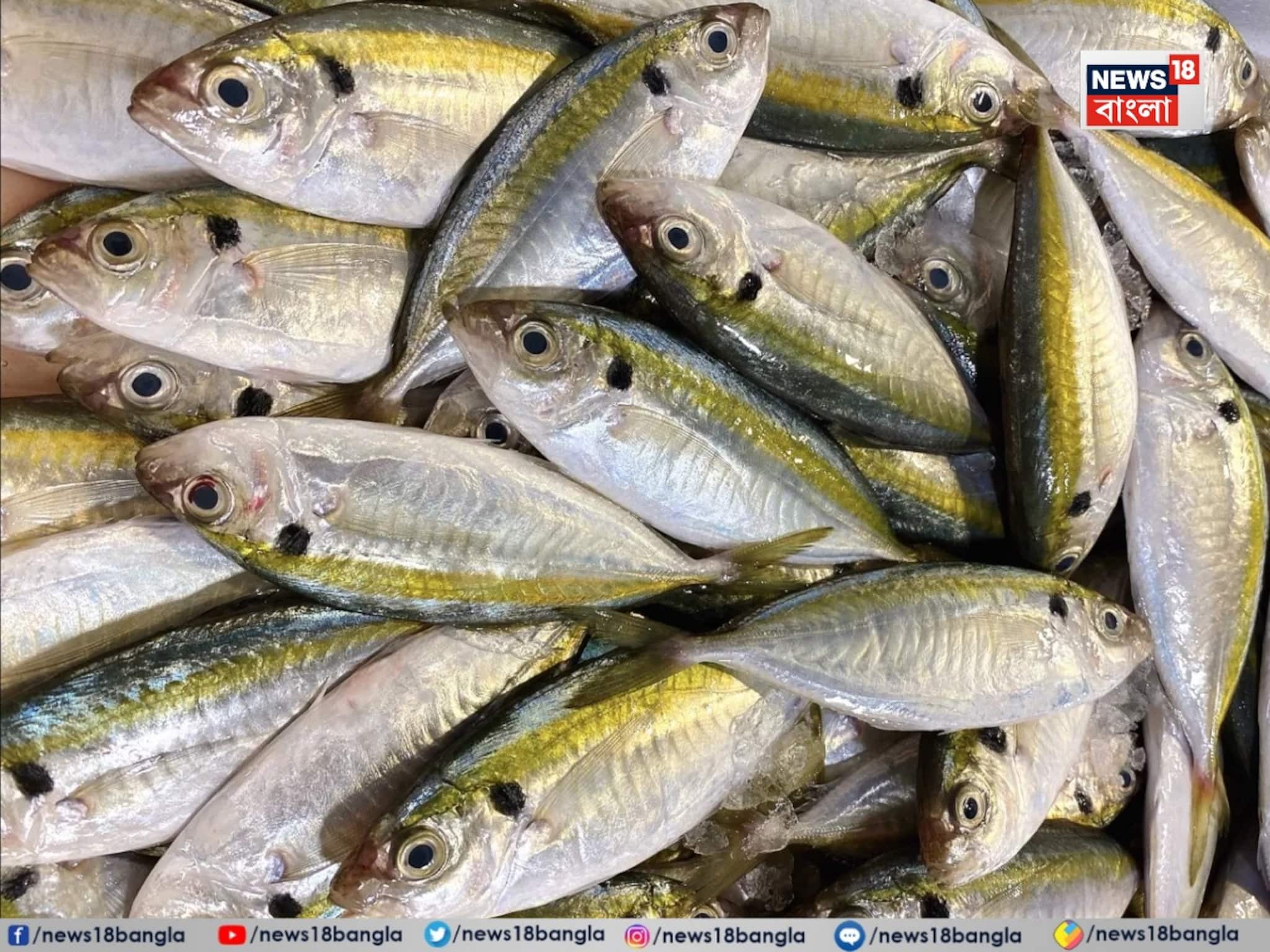 ওজন কমায় হুড়মুড়িয়ে...! সপ্তাহে 'একবার' খান চকচকে, চ্যাপ্টা 'মাছটি'! হার্ট থাকবে চাঙ্গা ওজন কমায় হুড়মুড়িয়ে...! সপ্তাহে 'একবার' খান চকচকে, চ্যাপ্টা 'মাছটি'! হার্ট থাকবে চাঙ্গা