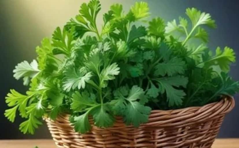  ধনেবীজের জল খাওয়া স্থূলতা, থাইরয়েড সমস্যা, লিভার এবং কিডনির সমস্যা, ভারী ভাব, রক্তে শর্করার মাত্রা, বার্ধক্য প্রক্রিয়া ধীর করে এবং ত্বকের সমস্যা এবং দীর্ঘস্থায়ী অসুস্থতা দূর করতে সাহায্য করে। প্রথমে এক চা চামচ ধনেপাতা নিন, এটি দুই কাপ জলে যোগ করুন এবং প্রায় পাঁচ মিনিট ধরে ফুটিয়ে নিন। এর পরে, জল ঠান্ডা হতে দিন। 