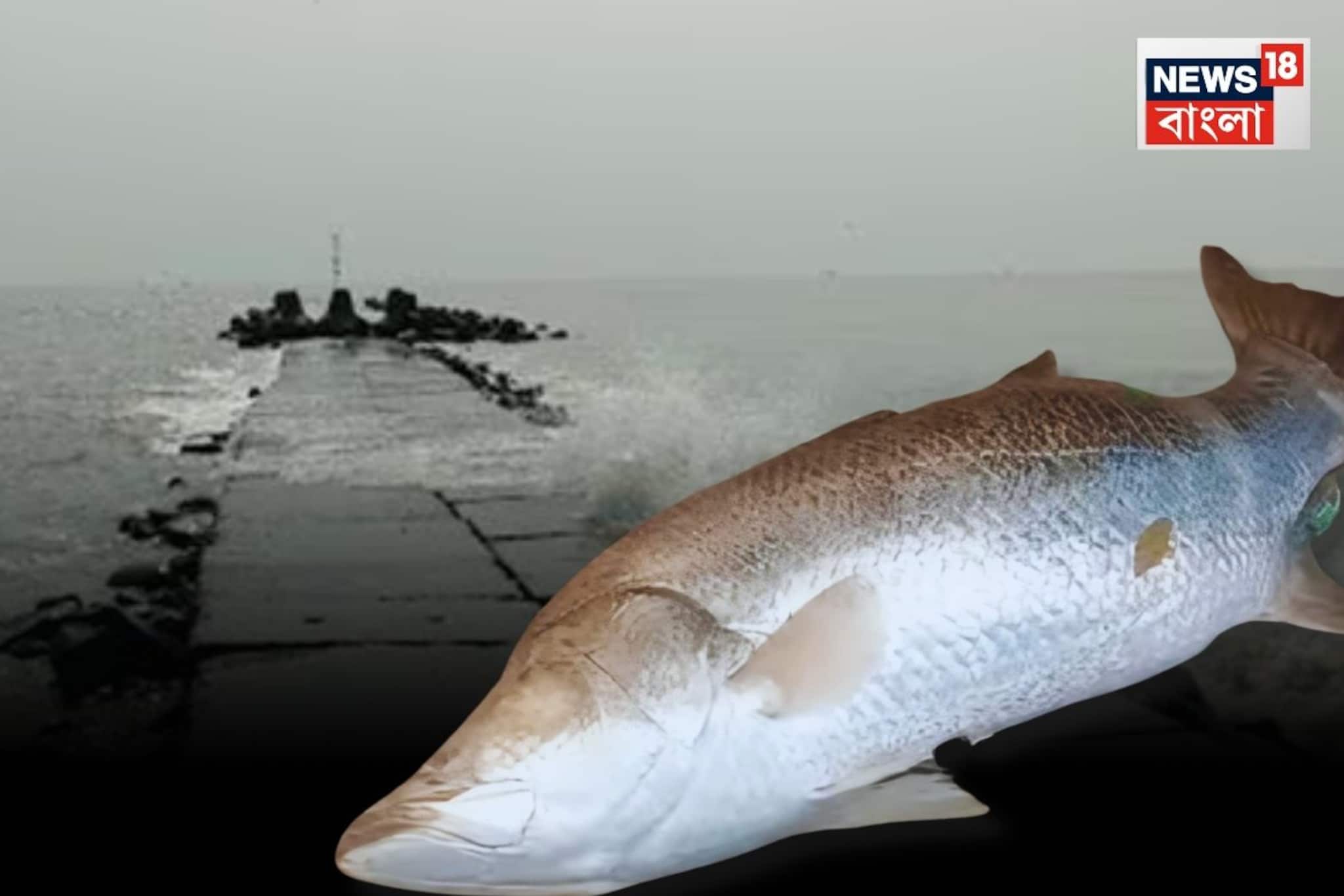 দিঘার মোহনায় ও কী! চক্ষু ছানাবড়া... ২২ কেজি ওজনের বিশাল ভেটকি দেখলে চমকে যাবেন দিঘার মোহনায় ও কী! চক্ষু ছানাবড়া... ২২ কেজি ওজনের বিশাল ভেটকি দেখলে চমকে যাবেন