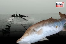 দিঘার মোহনায় ও কী! চক্ষু ছানাবড়া... ২২ কেজি ওজনের বিশাল ভেটকিমাছ, দেখলে চমকে যাবেন... কেউ কোনওদিন দেখেনি