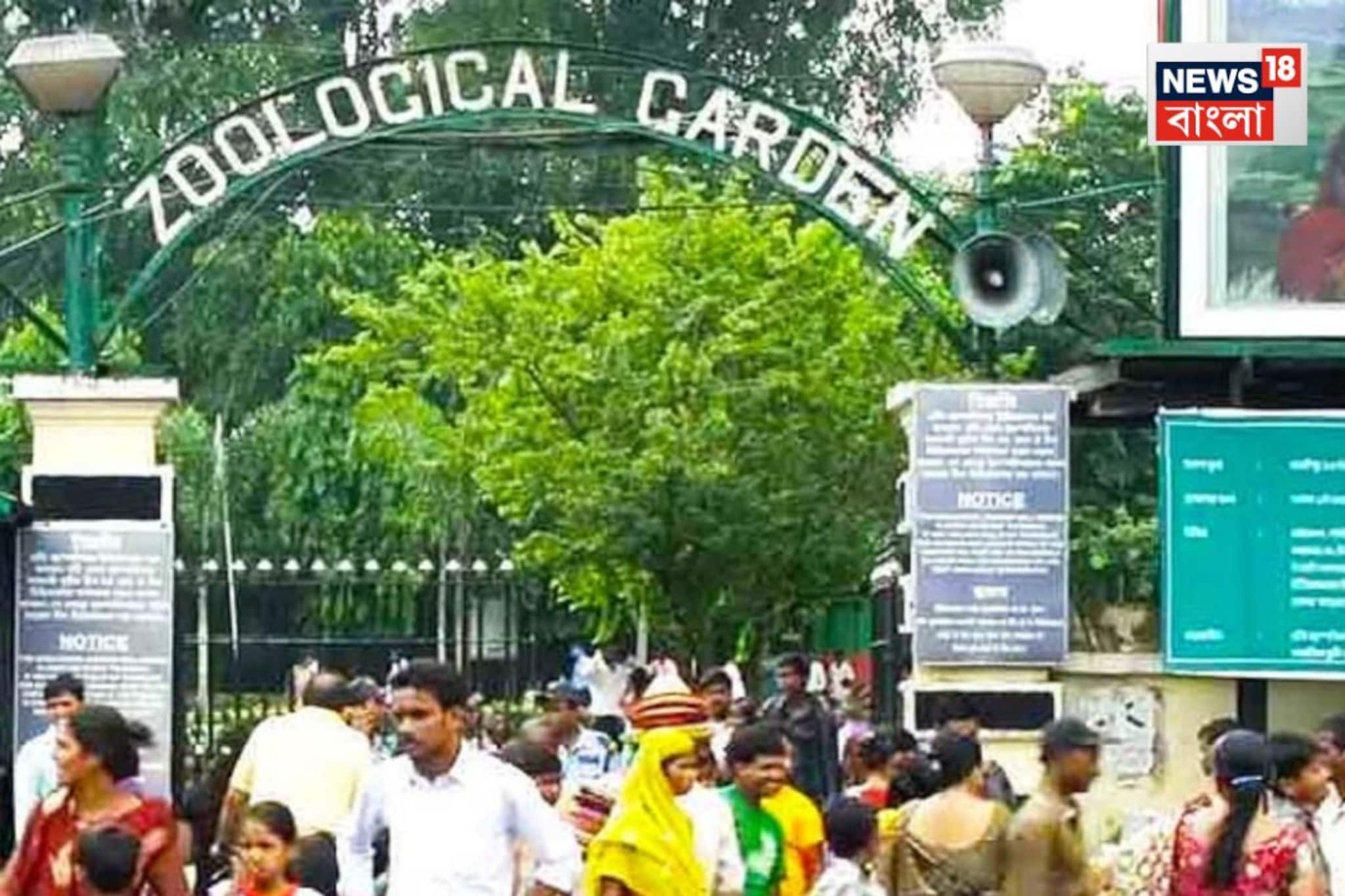 গলার কাছে সাদা দাগ... চিড়িয়াখানায় নতুন আকর্ষণ হিমালয়ান ব্ল্যাক বিয়ার