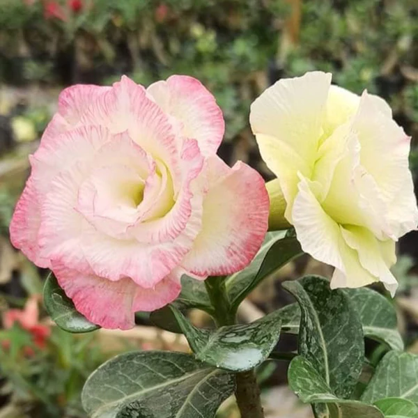 অ্যাডেনিয়াম গাছের জন্য মাঝারি আকারের টব সবচেয়ে উপযোগী।  মাটির ক্ষেত্রে বালি, বাগানের মাটি ও ভার্মি কম্পোস্ট বা শুকনো গোবর সার মিশিয়ে ঝুরঝুরে জল ঝরঝরে মাটি তৈরি করলে গাছ দ্রুত বাড়ে।