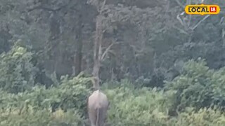 জঙ্গলে ফেরানো হচ্ছে হাতিটিকে।