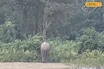 নতুন কন্ট্রোল রুমের হাতেগরম সুবিধা, লোকালয়ে হাতির খবর পেয়েই ছুটল বন কর্মীরা