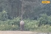 নতুন কন্ট্রোল রুমের হাতেগরম সুবিধা, লোকালয়ে হাতির খবর পেয়েই ছুটল বন কর্মীরা