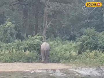 জঙ্গলে ফেরানো হচ্ছে হাতিটিকে। জঙ্গলে ফেরানো হচ্ছে হাতিটিকে।