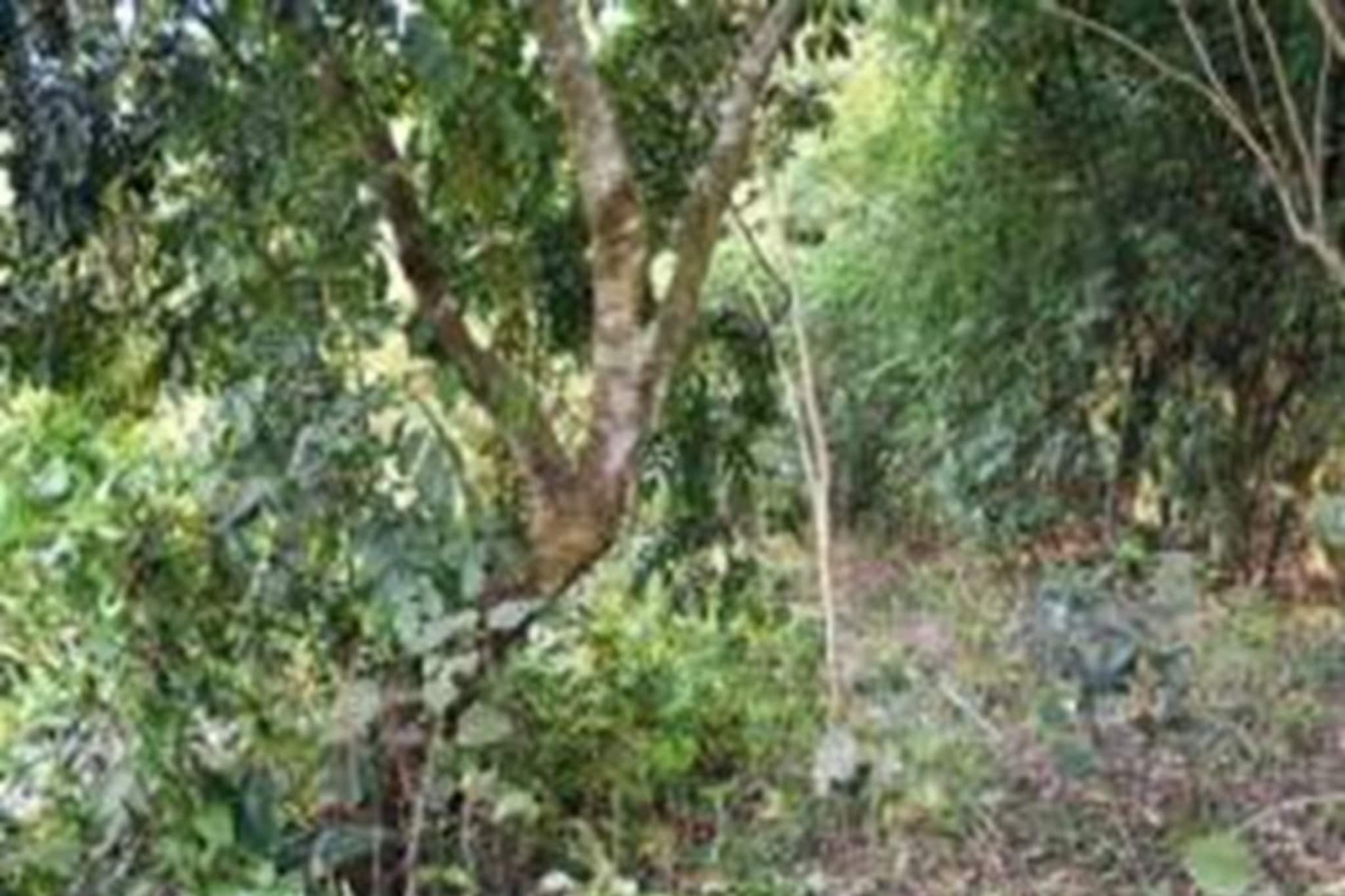 মাকে ট্রেকারে তুলে দিয়ে এসেছিল ছেলে, তারপরই মিলল মায়ের ঝুলন্ত দেহ! মাকে ট্রেকারে তুলে দিয়ে এসেছিল ছেলে, তারপরই মিলল মায়ের ঝুলন্ত দেহ!