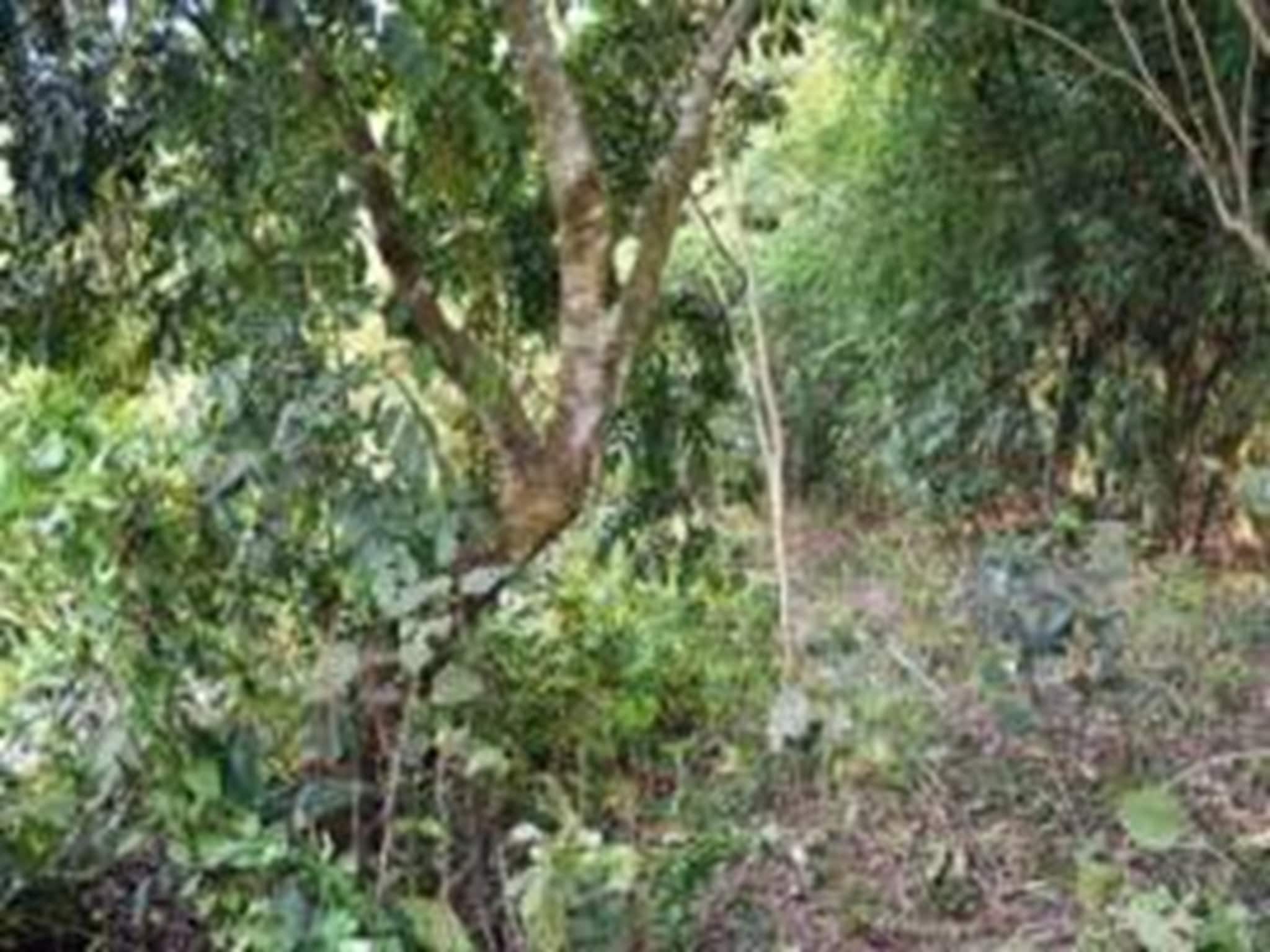 মাকে ট্রেকারে তুলে দিয়ে এসেছিল ছেলে, তারপরই মিলল মায়ের ঝুলন্ত দেহ!