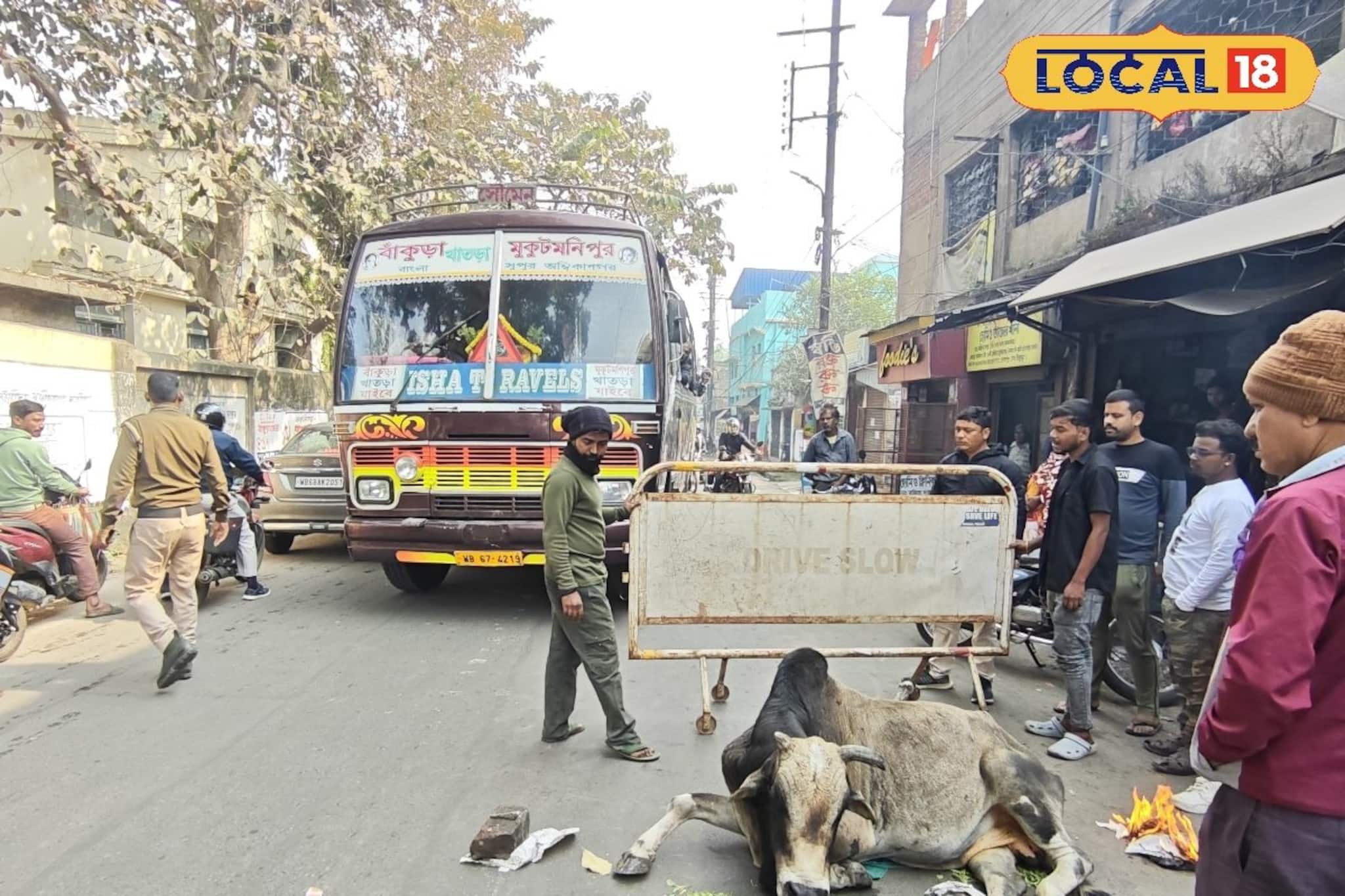 মাঝরাস্তায় হাঁফাতে হাঁফাতে বসে পড়ল বুড়ো ষাঁড়, পাশে দাঁড়িয়ে ট্রাফিক ওসির আদর-যত্ন