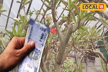 Business Idea: বাড়ির ছাদেই ব্যবসার নতুন আইডিয়া! গাছেই আসবে টাকা, শুধু পদ্ধতি জানলেই মালামাল