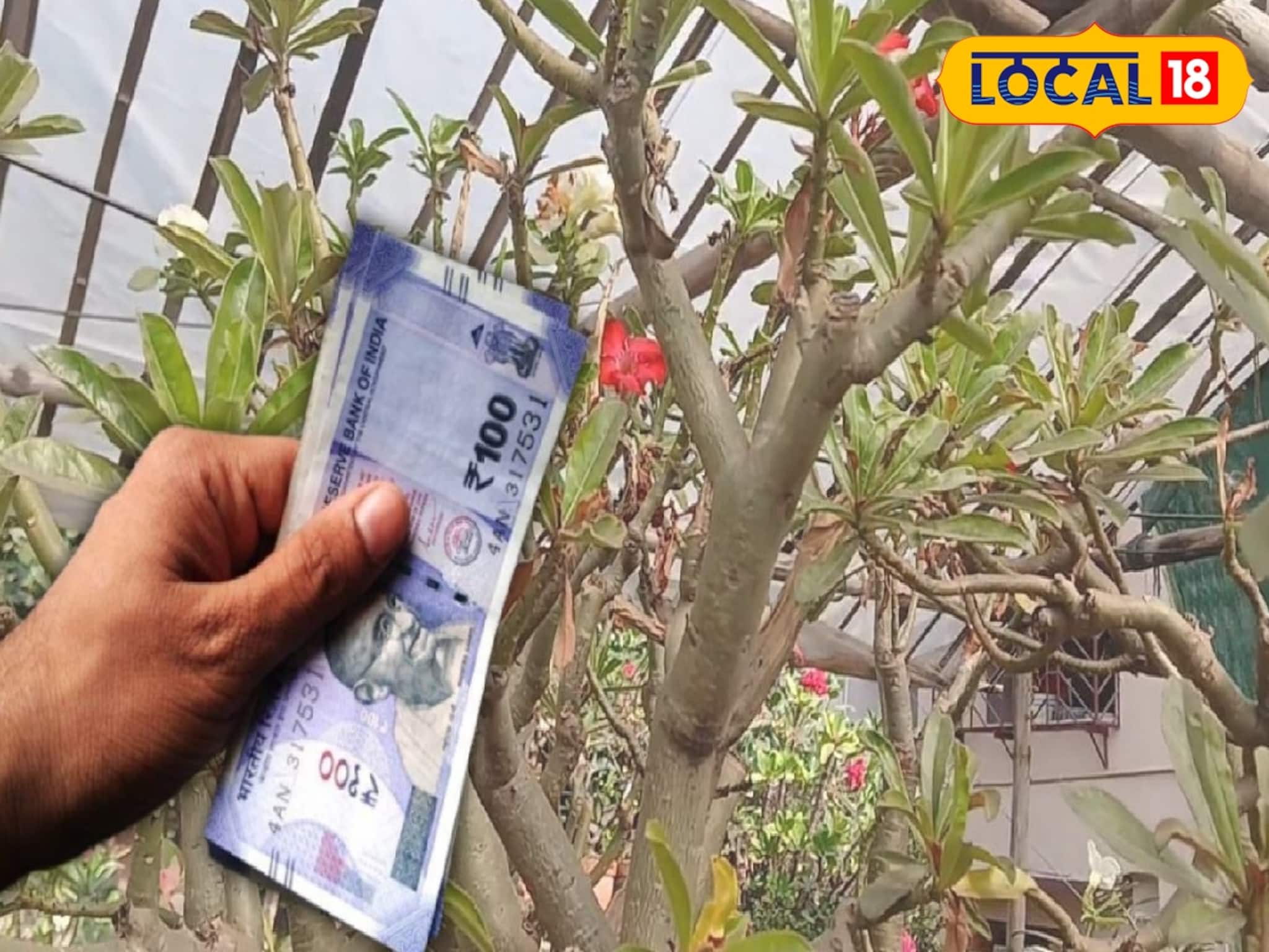 বাড়ির ছাদেই ব্যবসার নতুন আইডিয়া! গাছেই আসবে টাকা, শুধু পদ্ধতি জানলেই মালামাল বাড়ির ছাদেই ব্যবসার নতুন আইডিয়া! গাছেই আসবে টাকা, শুধু পদ্ধতি জানলেই মালামাল