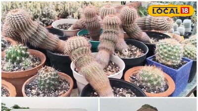 ক্যাকটাসের বাগান