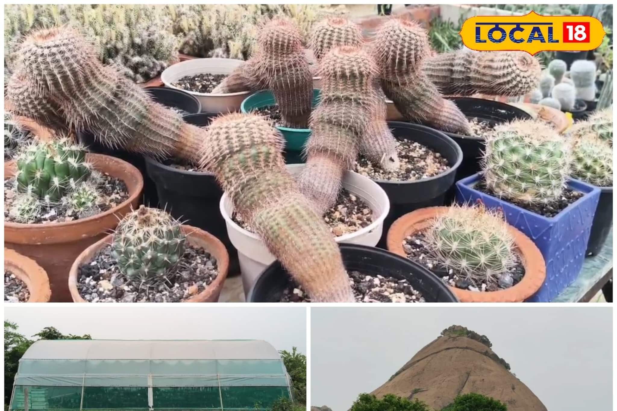 জয়চণ্ডীতে যুবকদের দুর্দান্ত 'বিজনেস আইডিয়া'! ক্যাকটাস চাষে করছেন অঢেল লাভ জয়চণ্ডীতে যুবকদের দুর্দান্ত 'বিজনেস আইডিয়া'! ক্যাকটাস চাষে করছেন অঢেল লাভ