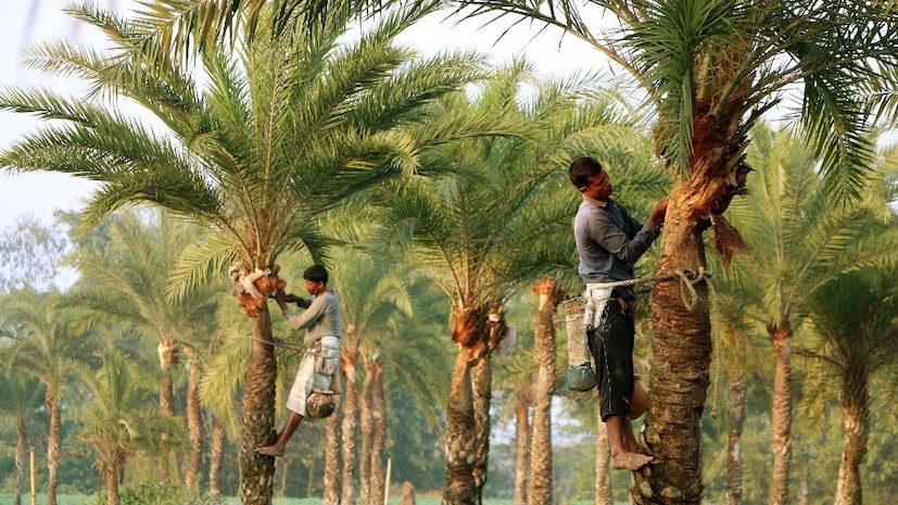 খেজুর রসের মধ্যে থাকে প্রচুর পরিমাণ ফাইবার। ফলে খাবার তাড়াতাড়ি হজম হয়। শীতকালে কোষ্ঠকাঠিন্যের সমস্যা রুখতেও খুব ভাল কাজ করে খেজুরের রস। একই সঙ্গে খাবার দ্রুত হজম করতেও সাহায্য করে এই খেজুরের রস। 