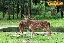 Nadia Tourism: কলকাতা থেকে নামমাত্র দূরত্বে রয়েছে জনপ্রিয় অভয়ারণ্য! ঘুরতে যাওয়ার মনোরম স্পট, ঘোরার খরচও সাধ্যের মধ্যে