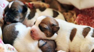 চরম অমানবিক ঘটনা