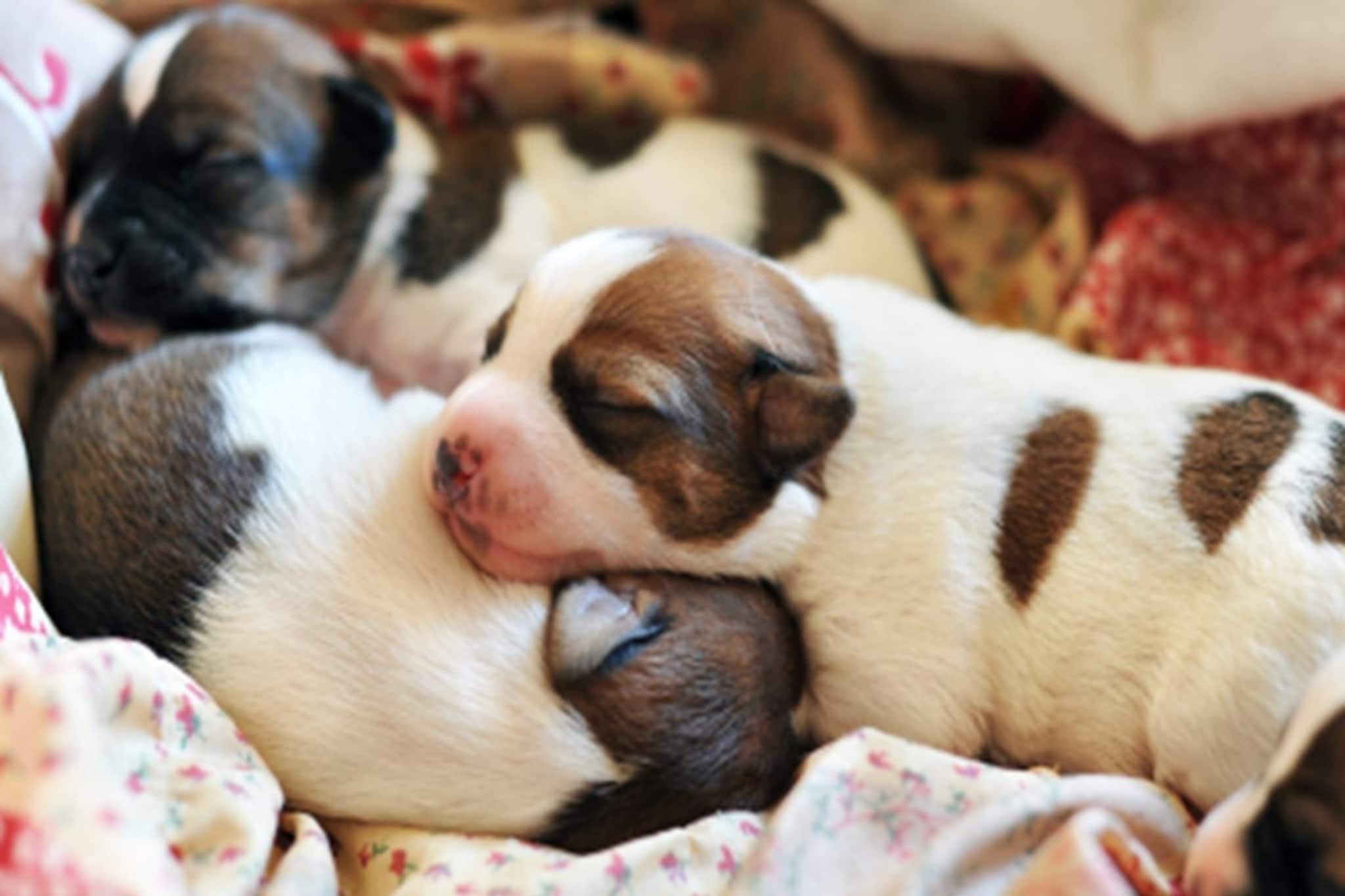 চরম অমানবিক ঘটনা হাওড়ায়! পুড়িয়ে মারা হল পাঁচটি কুকুর ছানাকে! প্রতিবাদে পশুপ্রেমীরা