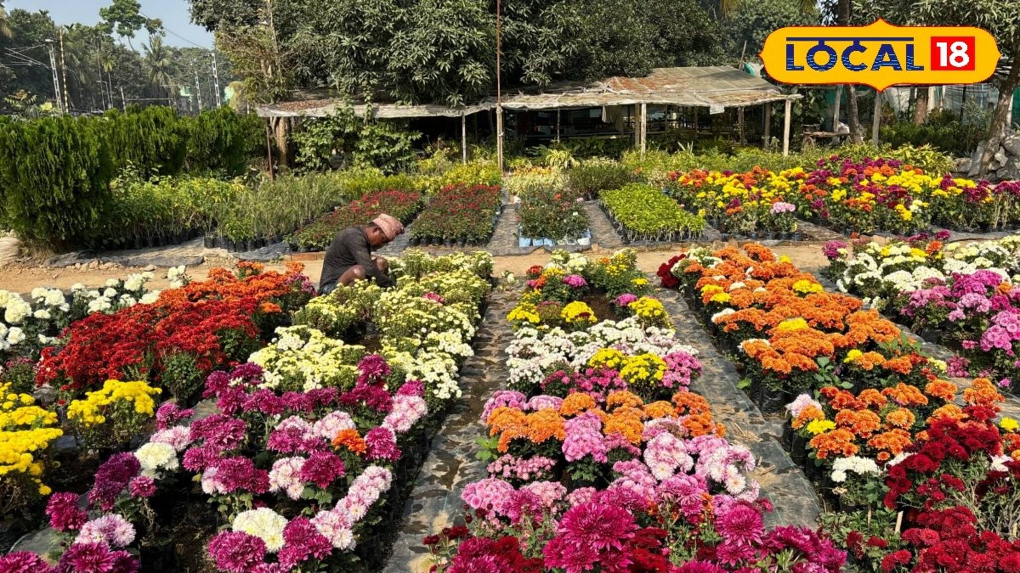 সামান্য বিনিয়োগে অঢেল আয়, কৃষকদের ভাগ্য বদলের কারিগর ফুলের চারা