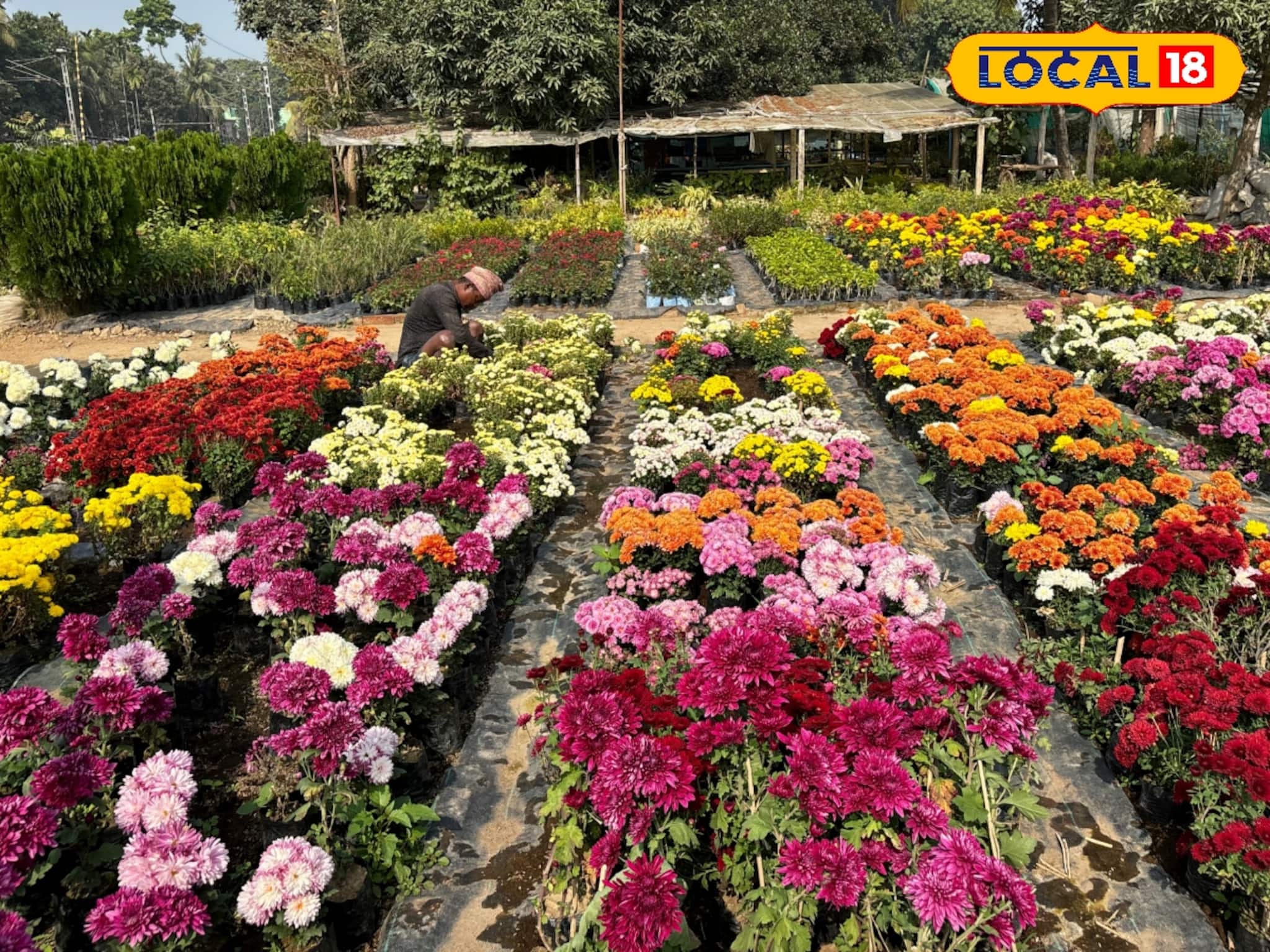 সামান্য বিনিয়োগে অঢেল আয়, কৃষকদের ভাগ্য বদলের কারিগর ফুলের চারা