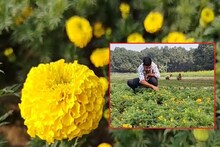 Floriculture News: উচ্চশিক্ষিত যুবকরা ইন্টারভিউ না দিয়ে নেমে পড়েছেন মাঠে, পূর্বস্থলীতে ফুল চাষ করে বদলে যাচ্ছে জীবন