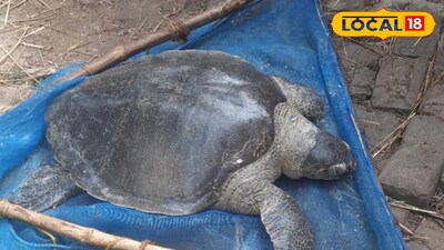 উদ্ধার হওয়া বিরল প্রজাতির কচ্ছপ