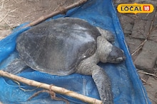 Giant Turtles: পোনা মাছ ধরার জালে দৈত্যাকার কচ্ছপ, তুলতে গিয়ে হিমশিম খেলেন মৎস্যজীবী! ওজন জানলে মাথা ঘুরে যাবে