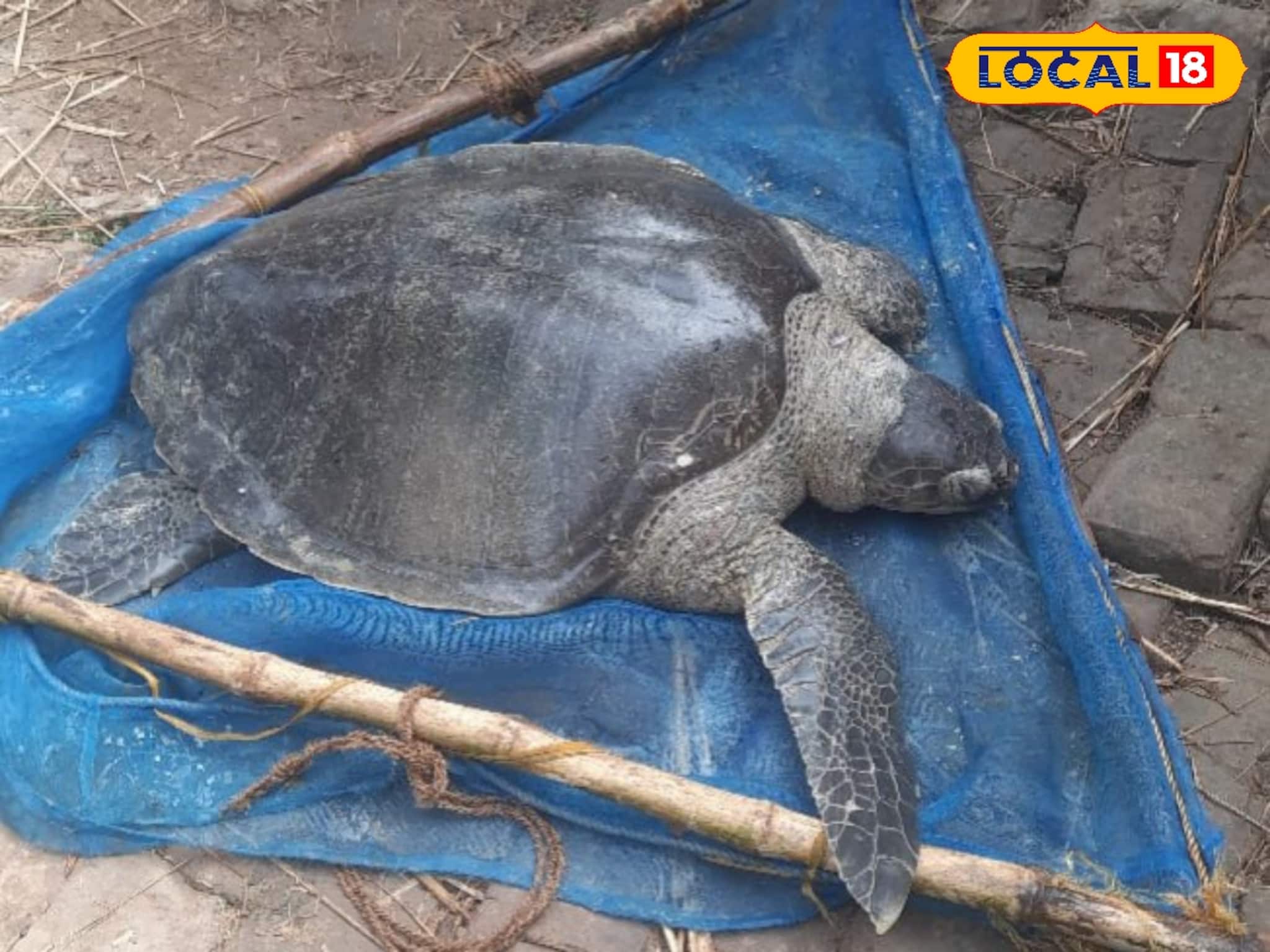 মাছ ধরার জালে দৈত্যাকার কচ্ছপ, ওজন জানলে মাথা ঘুরে যাবে! তুলতে গিয়ে নাজেহাল অবস্থা মাছ ধরার জালে দৈত্যাকার কচ্ছপ, ওজন জানলে মাথা ঘুরে যাবে! তুলতে গিয়ে নাজেহাল অবস্থা